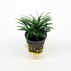 Ophiopogon Kyoto