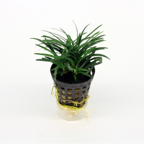 Ophiopogon Kyoto