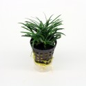 Ophiopogon Kyoto