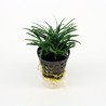 Ophiopogon Kyoto