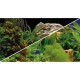 Tło akwariowe dwustronne 30 cm/25 m rośliny/rośliny