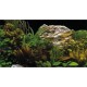 Tło akwariowe dwustronne 30 cm/25 m rośliny/rośliny
