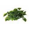 Roślinka Geranium Mat Small