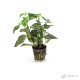 Hypoestes – terrarium