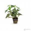 Hypoestes 
