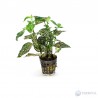 Hypoestes 