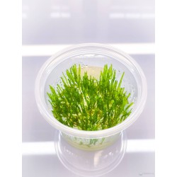 Mech Erect  Vesicularia Erect