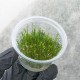 Mech Erect  Vesicularia Erect