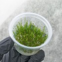 Mech Erect  Vesicularia Erect