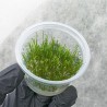 Mech Erect  Vesicularia Erect