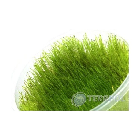 Amblystegium serpens (Nano Mech) invC