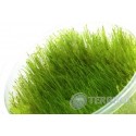 Amblystegium serpens (Nano Mech) invC