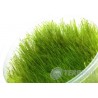 Amblystegium serpens (Nano Mech) invC